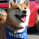 Shiba