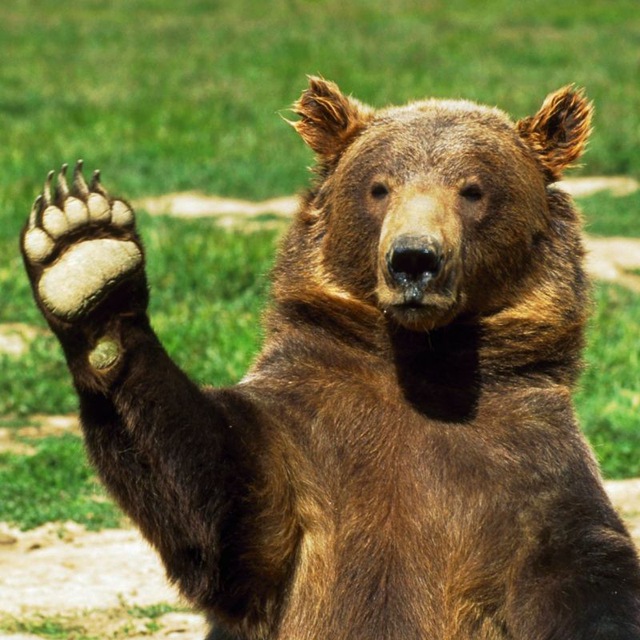 Мишки в интернете